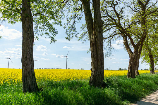 Windkraftanlagen in Brandenburg, Deutschland, idyllische Ansicht, Rapsfeld