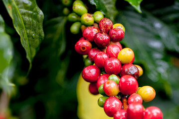 Ripe Red Coffee Beans – Macro Close-Up in Cobán, Guatemala