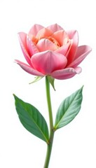 Fototapeta premium Delicate flower petals unfolding on white background, isolated, blossom, nature