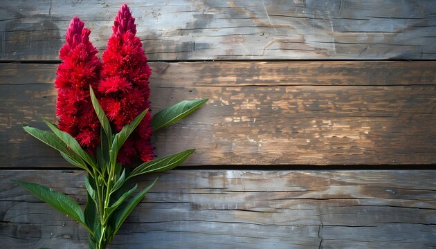 Vibrant Red Celosia Flowers on Rustic Weathered Wooden Background