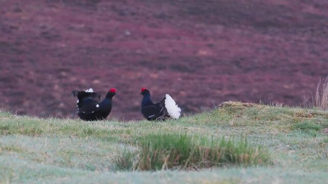 Black Grouse (Tetrao tetrix) Lekking, Scotland
