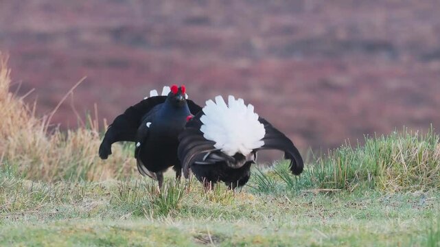 Black Grouse (Tetrao tetrix) Lekking, Scotland