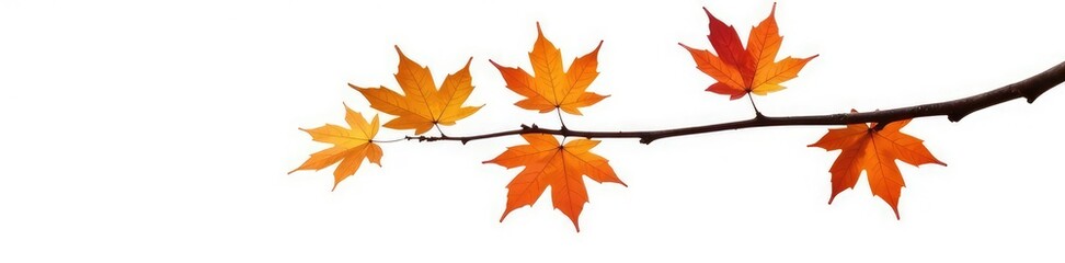 Fototapeta premium Single isolated maple branch on white background, branch, wood, tree