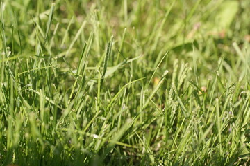 green grass background