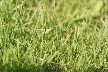 Obraz premium green grass background