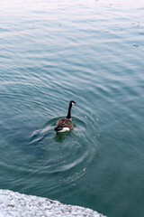 Solitary Goose Gliding Across Tranquil Rippling Blue Water Surface