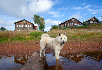 White dog on the river bank against the backdrop of an old village.
