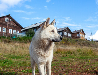 White dog on the river bank against the backdrop of an old village.