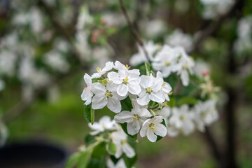 A blooming branch of an apple tree, white apple blossoms