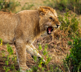 Young male lion roaring and walking in the savannah