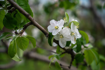 A blooming branch of an apple tree, white apple blossoms