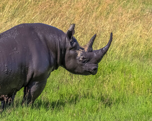 Obraz premium Black rhinoceros grazing in the african savannah