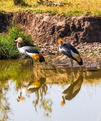 Grey crowned cranes looking for food in a pond