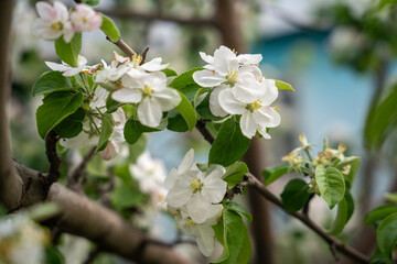 A blooming branch of an apple tree, white apple blossoms