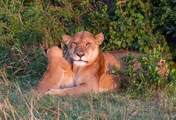 Lioness resting with her cub in the African savanna