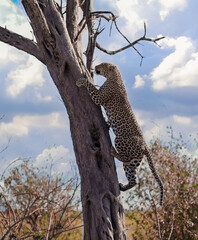 Leopard climbing a tree in the african savanna