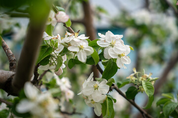 A blooming branch of an apple tree, white apple blossoms