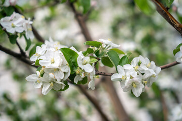 A blooming branch of an apple tree, white apple blossoms