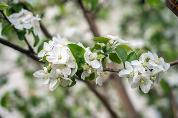 A blooming branch of an apple tree, white apple blossoms