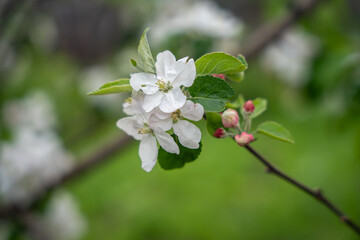 A blooming branch of an apple tree, white apple blossoms