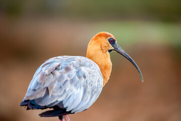 Portrait of a Black-faced Ibis. Theristicus melanopis, Bioparc, Doué en Anjou, Doué la Fontaine, Maine et Loire 49, Région Pays de la Loire, France, European Union, Europe