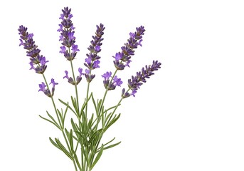 Naklejka premium A close up of lavender flowers with green stems isolated against a plain white background image view
