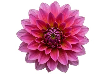 A close up shot of a vibrant pink dahlia flower with layered petals on a plain white background view
