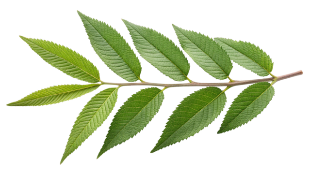 A fresh, green botanical specimen with multiple serrated leaves branching symmetrically from a central stem, displayed flat on a white surface with detailed texture and gradient shading
