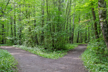 Landscape with a fork in a rural road in a summer green forest