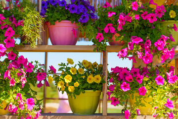 Colorful Flower Pots Displayed on Shelves in Bright Sunlight