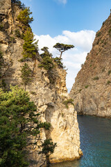 Scenic coastal cliffs reveal a lone tree growing against all odds by the tranquil waters