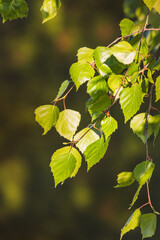 Leaves on a blurred background on a sunny May day in the countryside.