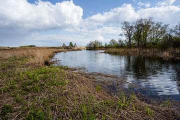 Fototapeta premium A serene and tranquil wetland landscape unfolds beautifully under a vast blue sky adorned with fluffy, white clouds, creating an idyllic setting perfect for outdoor exploration and relaxation
