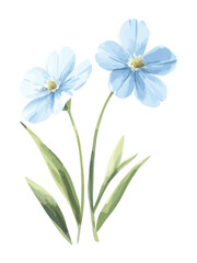 Delicate watercolor illustration of two light blue flowers with green leaves on a bright white background