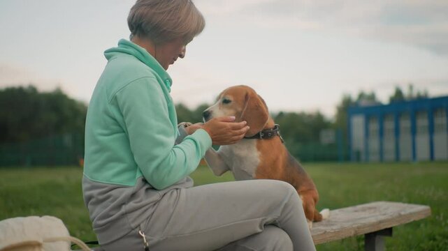 Canine behaviorist seated outdoors rewards loyal beagle with treat and gentle body taps during training session on green field near school, strengthening trust and communication