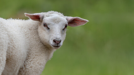 Portrait Of A Young Old Norwegian Sheep 16x9