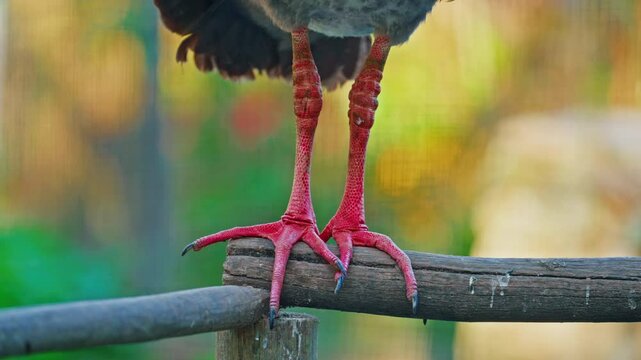 Paws of Southern screamer sitting on a branch close-up