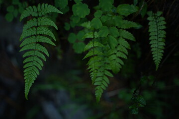 fern in the forest