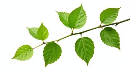 Obraz premium A single branch with delicate leaves isolated on a white background, tree branch, green
