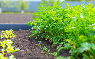 Parsley growing in the garden. Selective focus.