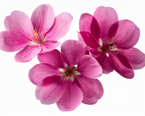 Obraz premium Cutout of pink flowers isolated on a translucent background