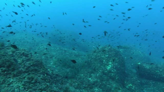 Underwater landscape - Damselfish and a dentex fish