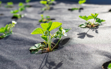 Strawberries grow in the garden and bloom. Selective focus.