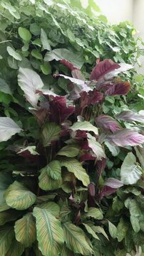 Lush green wall with tropical foliage plants featuring prayer plants and climbing vines in an interior garden