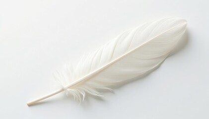 Elegant swan feather against pure white backdrop, swan, white, fluffy