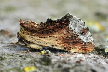 Closeup on the European maple prominent moth, Ptilodon cucullina