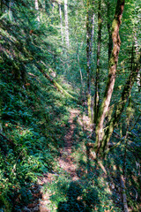 A serene view through the dense forest, revealing a clear blue river below. Shot along the Via Francigena between Mouthier-Haute-Pierre and Ouhans, France