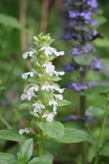 white Bugleweed