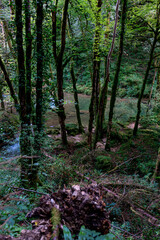 Obraz premium A serene view through the dense forest, revealing a clear blue river below. Shot along the Via Francigena between Mouthier-Haute-Pierre and Ouhans, France