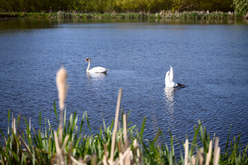 Two funny swans upside down searching for food on the pond. Lund Skane Sweden 2025